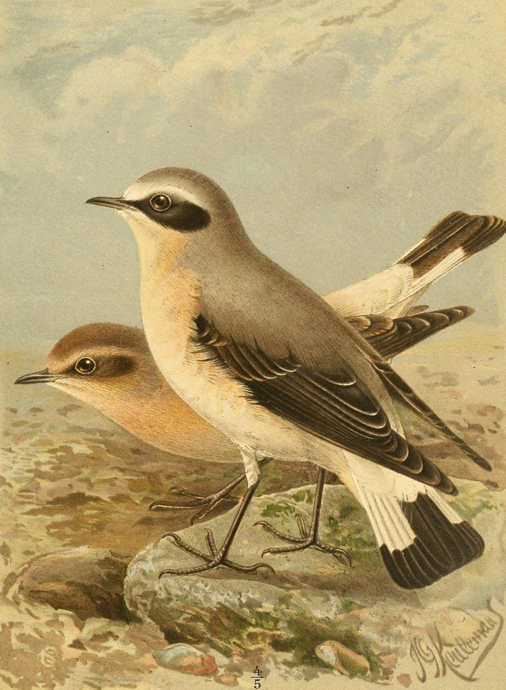 Wheatear Poster Print from Birds of the British Islands by John G. Keulemans