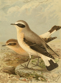 Wheatear Poster Print from Birds of the British Islands by John G. Keulemans