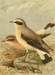 Wheatear Poster Print from Birds of the British Islands by John G. Keulemans