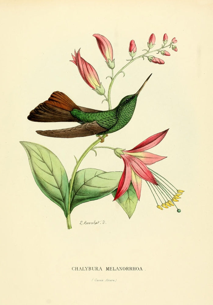 Oiseau Mouches 1874 Chalybura Melanorrhoa Poster Print by L. Bevalet