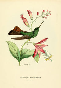 Oiseau Mouches 1874 Chalybura Melanorrhoa Poster Print by L. Bevalet