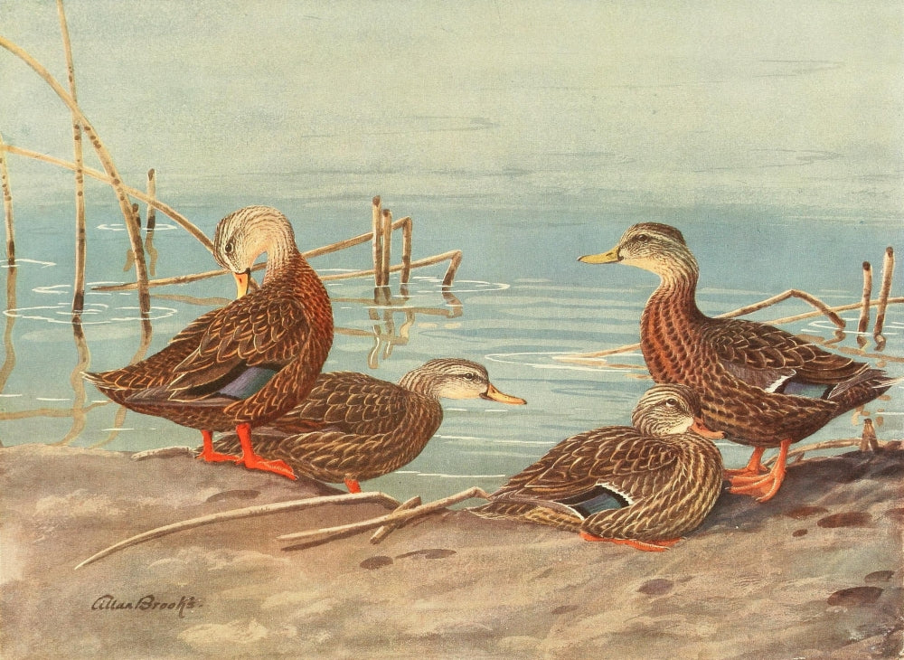 Nat History of Ducks 1925 Poster Print by A. Brooks depicting Florida and Mexican ducks.
