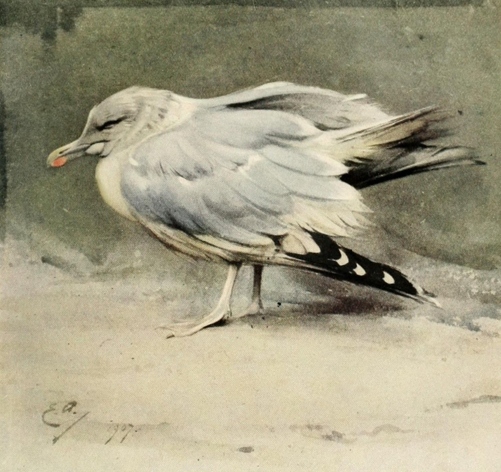 Nat Hist of the Highlands Sick Herring Gull Poster Print by Edwin Alexander