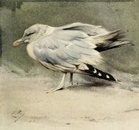 Nat Hist of the Highlands Sick Herring Gull Poster Print by Edwin Alexander