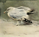 Nat Hist of the Highlands Sick Herring Gull Poster Print by Edwin Alexander