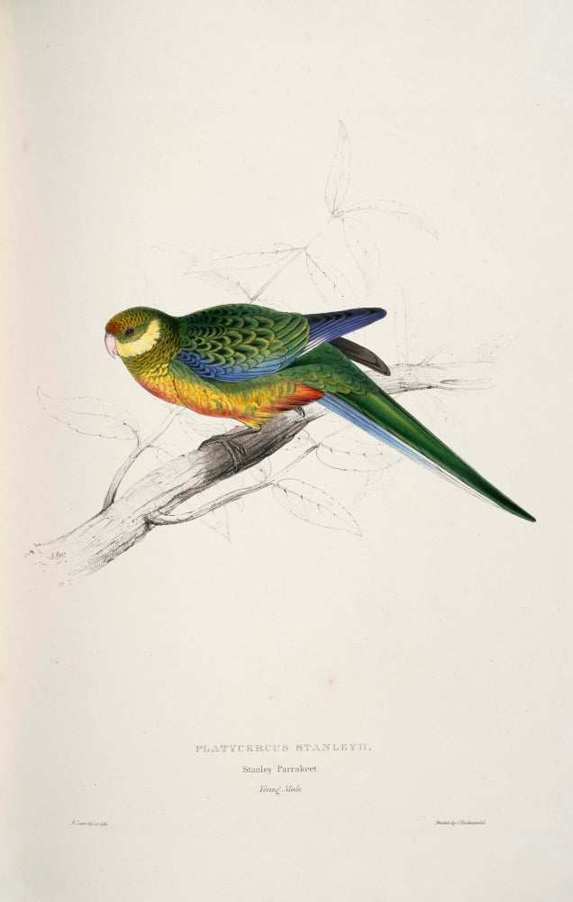 Psittacidae 1832 Stanley Parakeet Poster Print by Edward Lear