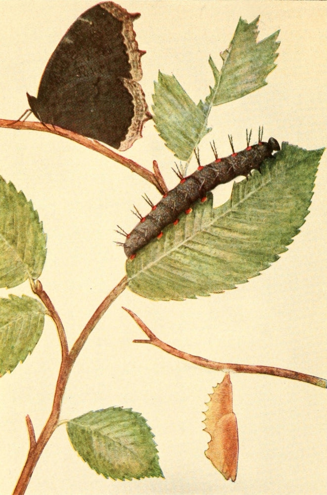Butterflies Shown to the Children 1917 Mourning Cloak Poster Print by Willey I. Beecroft