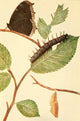 Butterflies Shown to the Children 1917 Mourning Cloak Poster Print by Willey I. Beecroft