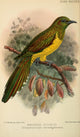 Bird Notes 1902 Bronze Cuckoo Poster Print by J.G. Keulemans
