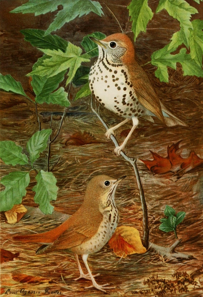 Thrush Bird Painting Poster Print by L.A. Fuertes