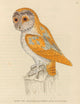 The Birds of Great Britain - White Owl Poster Print by W. Lewin