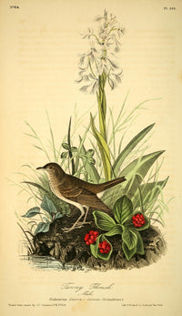 Birds of America 1844 Tawny Thrush Poster Print by J.J. Audubon