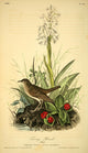 Birds of America 1844 Tawny Thrush Poster Print by J.J. Audubon