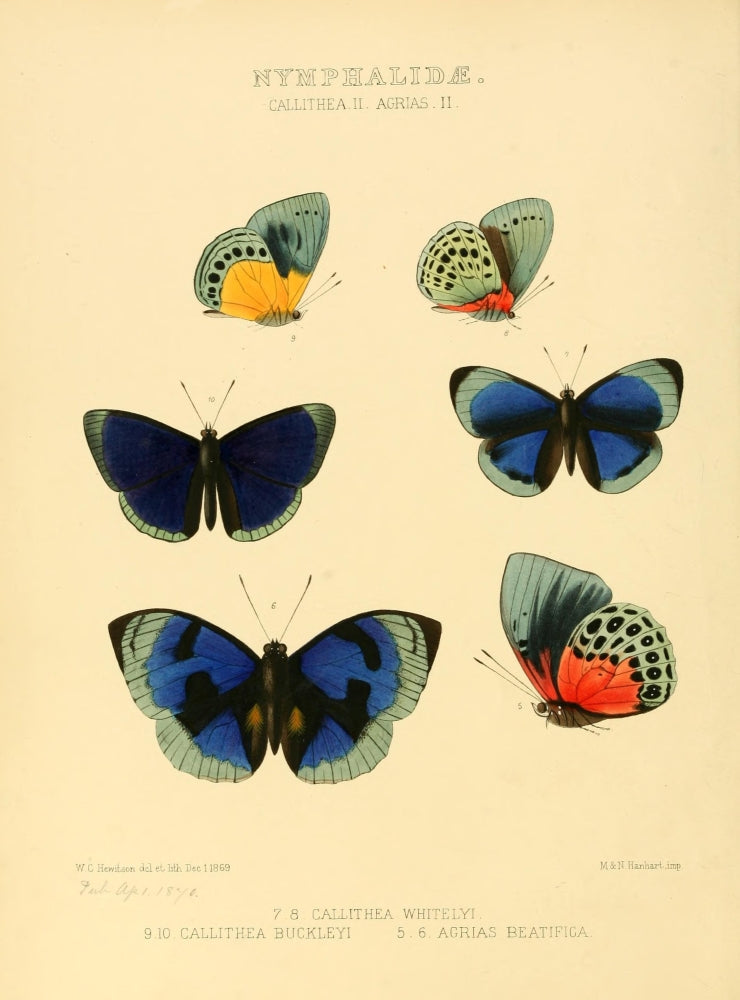 Exotic Butterflies 1866 Callithea Poster Print by W. Chapman Hewitson