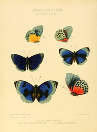 Exotic Butterflies 1866 Callithea Poster Print by W. Chapman Hewitson