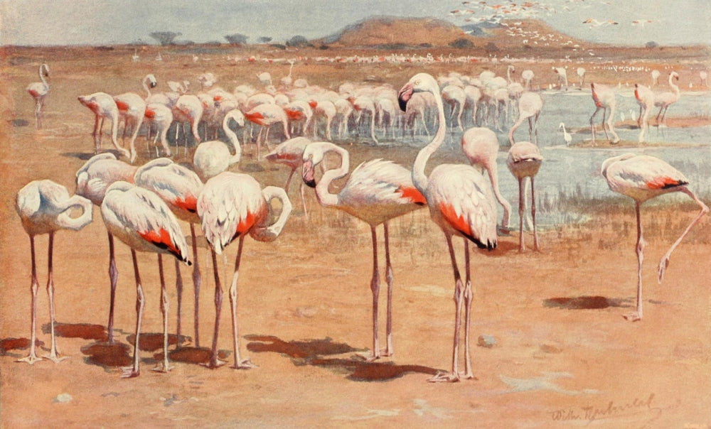 Brehms Tierleben Flamingo Poster Print by F.W. Kuhnert