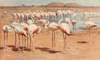 Brehms Tierleben Flamingo Poster Print by F.W. Kuhnert
