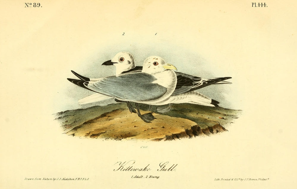 Birds of America Kittiwake Gull Poster Print by J.J. Audubon