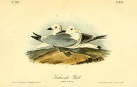 Birds of America Kittiwake Gull Poster Print by J.J. Audubon