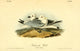 Birds of America Kittiwake Gull Poster Print by J.J. Audubon