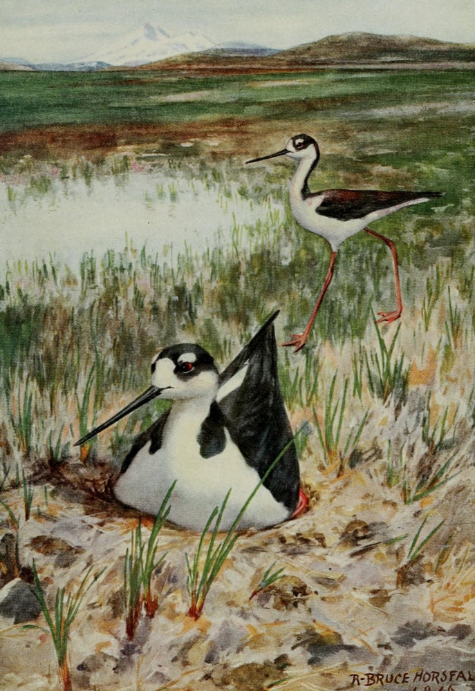 Bird-Lore Black-necked Stilt Poster Print by R.B. Horsfall