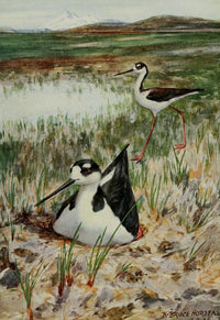 Bird-Lore Black-necked Stilt Poster Print by R.B. Horsfall