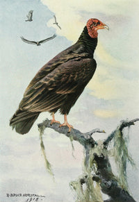 Bird-Lore Turkey Vulture Poster Print by R.B. Horsfall showcasing a detailed illustration of a Turkey Vulture.