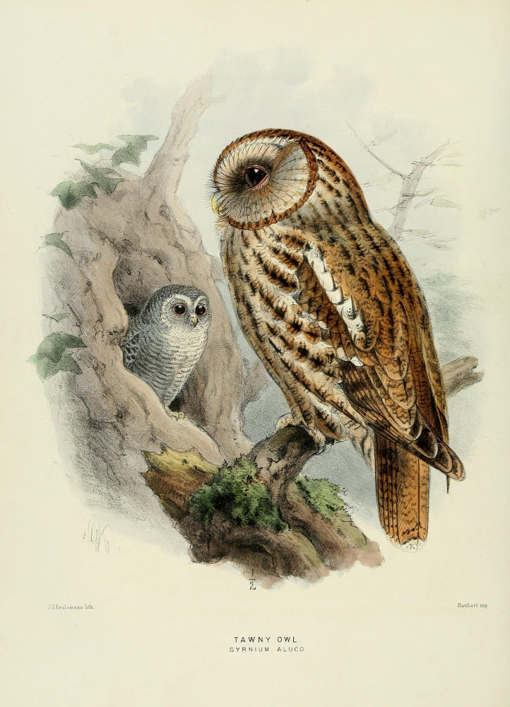 Birds of Europe Tawny Owl Poster Print by John G. Keulemans