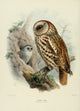 Birds of Europe Tawny Owl Poster Print by John G. Keulemans