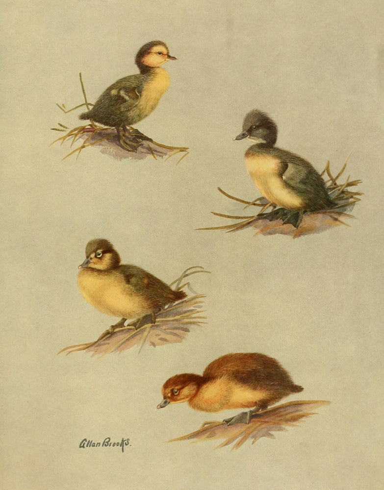 Nat History of Ducks Downy Ducks Poster Print featuring detailed illustrations by A. Brooks.