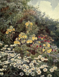 The Garden That I Love Evening Primrose Poster Print by George S. Elgood