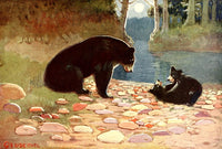 American Animal Life 1916 Black Bear Poster Print by E.W. Deming
