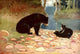 American Animal Life 1916 Black Bear Poster Print by E.W. Deming