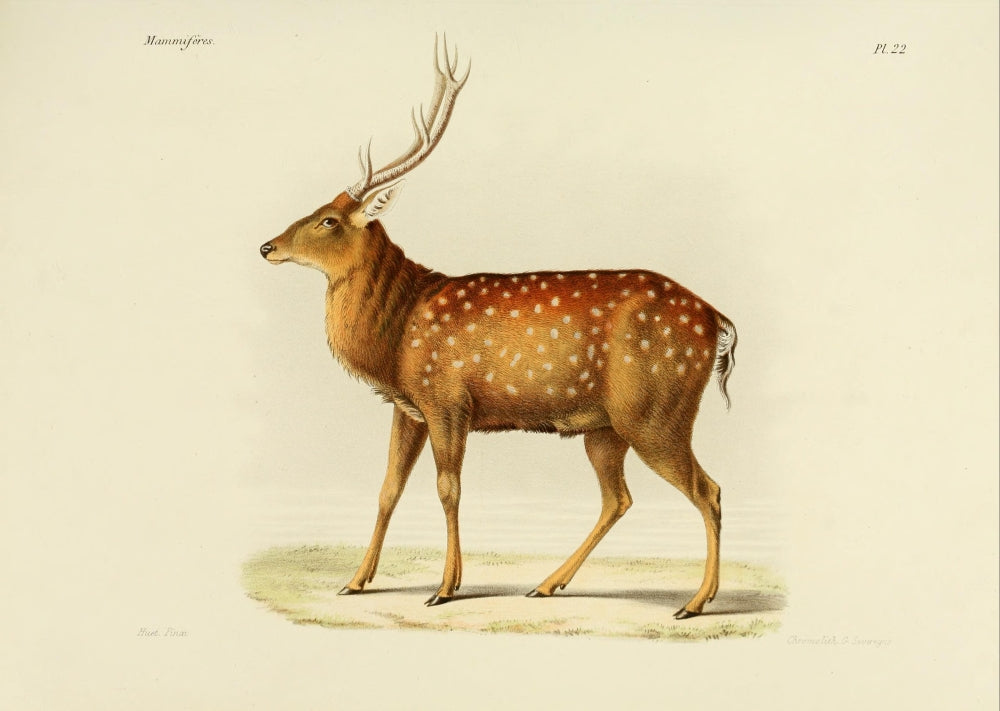 North China Sika Deer Poster Print by Huet, showcasing a beautiful wildlife scene.