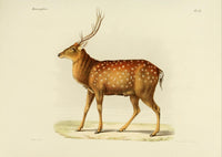 North China Sika Deer Poster Print by Huet, showcasing a beautiful wildlife scene.
