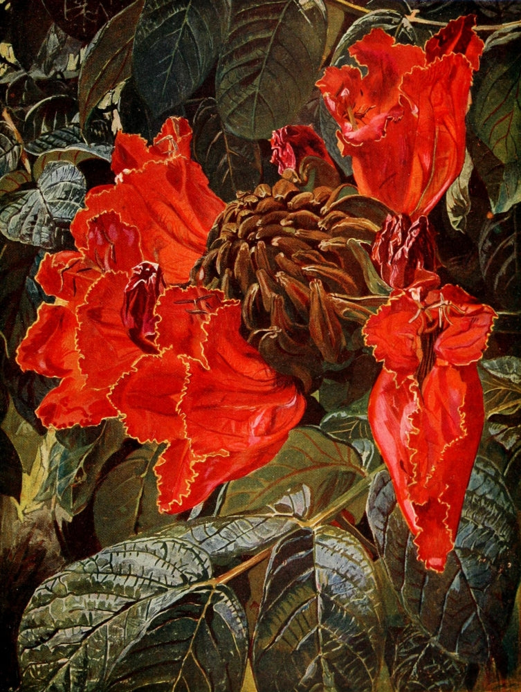 The Uganda Protectorate Spathodea Nilotica art print by Sir Harry Johnston