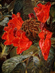 The Uganda Protectorate Spathodea Nilotica art print by Sir Harry Johnston