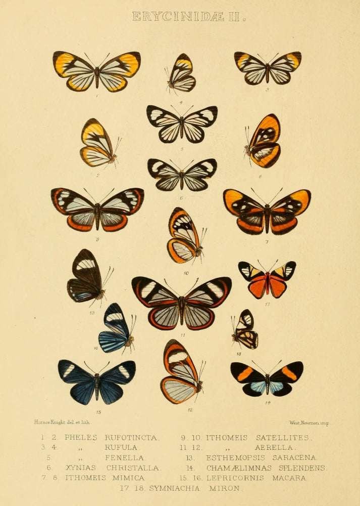 Rhopalocera Exotica 1887 Erycinidae 2 poster print showcasing vibrant butterfly artwork.