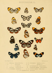 Rhopalocera Exotica 1887 Erycinidae 2 poster print showcasing vibrant butterfly artwork.