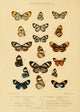 Rhopalocera Exotica 1887 Erycinidae 2 poster print showcasing vibrant butterfly artwork.