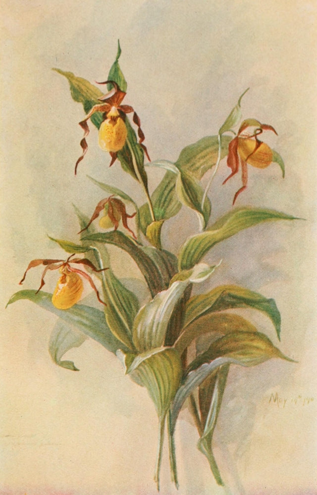 Early Wild Flowers 1916 Yellow Lady's Slipper Poster Print by Eloise P. Luquer