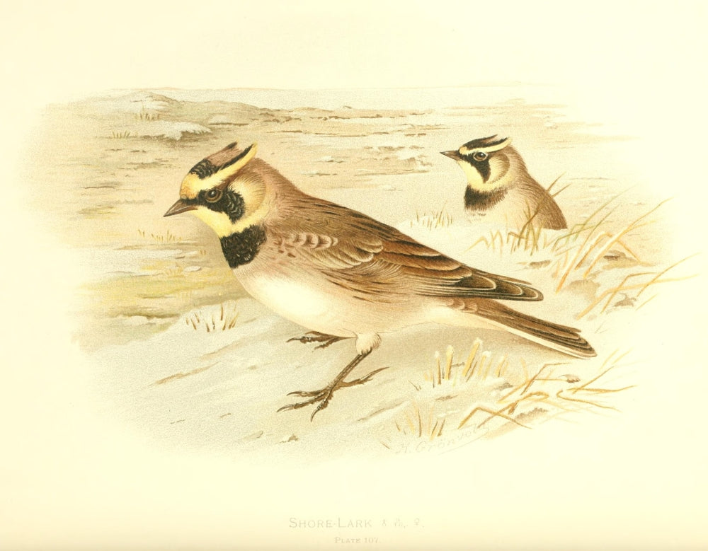 Birds of Britain & Ireland 1907 Lark and Shore Poster Print by Henrik Grønvold
