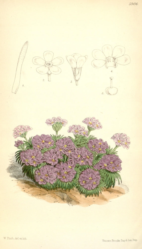 Curtis's Magazine 1849 Alpine Primula Poster Print by W. Fitch