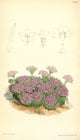 Curtis's Magazine 1849 Alpine Primula Poster Print by W. Fitch