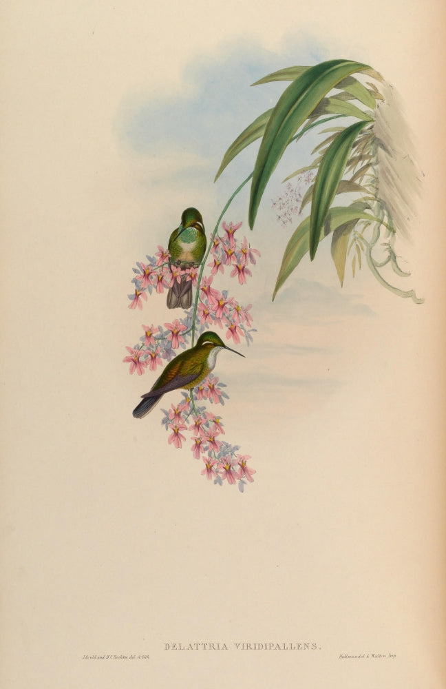 Trochilidae 1861 Delattria Viridipallens Poster Print by John Gould featuring vibrant hummingbird illustration.