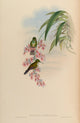 Trochilidae 1861 Delattria Viridipallens Poster Print by John Gould featuring vibrant hummingbird illustration.