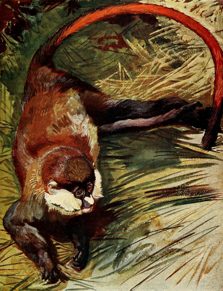 The Uganda Protectorate White-nosed Cercopithecus monkey poster print by Sir Harry Johnston.