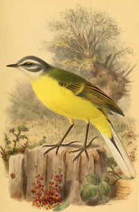 Birds of the British Islands 1885 Wagtail, Blue-headed Poster Print by John G. Keulemans