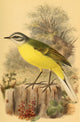 Birds of the British Islands 1885 Wagtail, Blue-headed Poster Print by John G. Keulemans