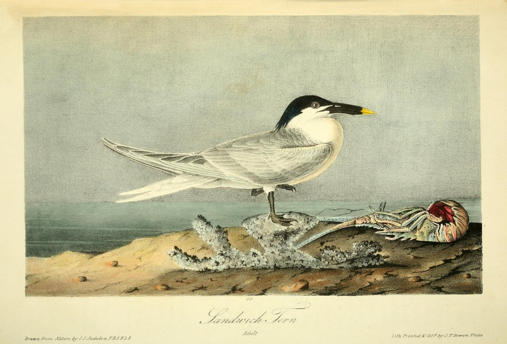 Sandwich Tern Poster Print by J.J. Audubon from Birds of America